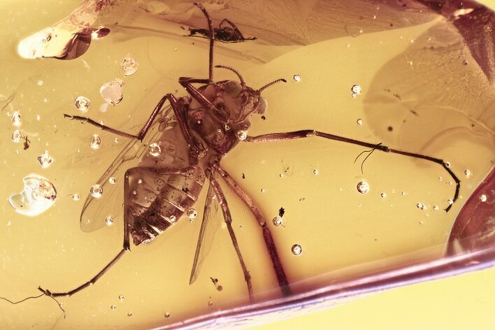 Fat Fossil True Midge (Chironomidae) in Baltic Amber #315344